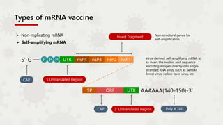  Non-replicating mRNA
 Self-amplifying mRNA
Non-structural genes for
self-amplification.
Virus-derived self-amplifying mRNA is
to insert the nucleic acid sequence
encoding antigen directly into single-
stranded RNA virus, such as Semliki
forest virus, yellow fever virus, etc.
5’-G P P P UTR nsP4
ORF UTR AAAAAA(140-150)-3’
nsP3 nsP2 nsP1
SP
CAP 5‘Untranslated Region
Insert Fragment
CAP 3‘ Untranslated Region Poly A Tail
Types of mRNA vaccine
 