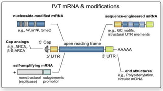mRNA_VACCINES.pptx