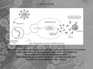 2. MECHANISM
Fig2. Mechanism of action of mRNA Vaccine
mRNA vaccines work by introducing a piece of mRNA that corresponds to a viral protein,
usually a small piece of a protein found on the virus’s outer membrane
by encoding production of that part in an mRNA
(Individuals who get an mRNA vaccine are not exposed to the virus
nor can they become infected by the vaccine.)
 