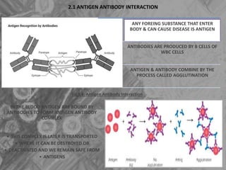 2.1 ANTIGEN ANTIBODY INTERACTION
Fig3,4. Antigen Antibody Interaction
ANY FOREING SUBSTANCE THAT ENTER
BODY & CAN CAUSE DISEASE IS ANTIGEN
ANTIBODIES ARE PRODUCED BY B CELLS OF
WBC CELLS
ANTIGEN & ANTIBODY COMBINE BY THE
PROCESS CALLED AGGLUTINATION
IN THE BLOOD ANTIGEN ARE BOUND BY
ANTIBODIES TO FORM ANTIGEN ANTIBODY
COMPLEX
• THIS COMPLEX IS LATER IS TRANSPORTED
• WHERE IT CAN BE DESTROYED OR
• DEACTIVATED AND WE REMAIN SAFE FROM
• ANTIGENS
 