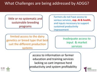 Developing innovative digital technology and genomic approaches to livestock genetic improvement in developing countries