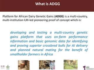 Developing innovative digital technology and genomic approaches to livestock genetic improvement in developing countries