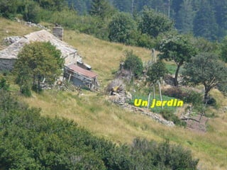 Un jardin 