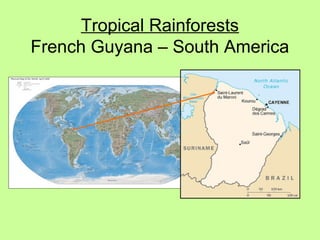 Tropical Rainforests
French Guyana – South America
 