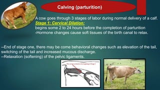 Parturition | PPTX
