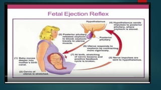 Parturition | PPT