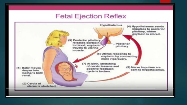 Parturition
