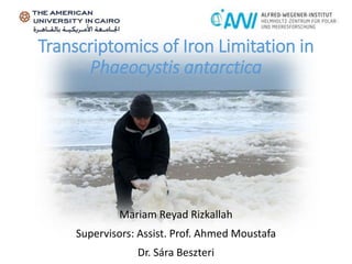 Transcriptomics of Iron Limitation in
Phaeocystis antarctica
Mariam Reyad Rizkallah
Supervisors: Assist. Prof. Ahmed Moustafa
Dr. Sára Beszteri
 