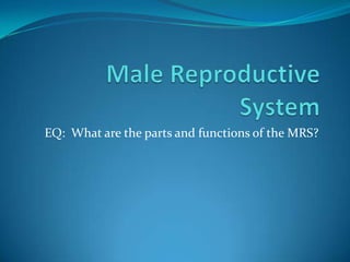 EQ: What are the parts and functions of the MRS?
 