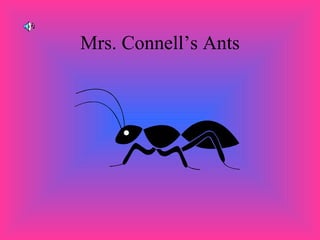 Mrs. Connell’s Ants 