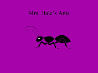 Mrs. Hale’s Ants 