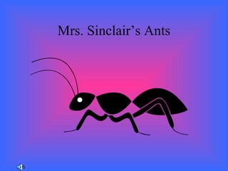 Mrs. Sinclair’s Ants 