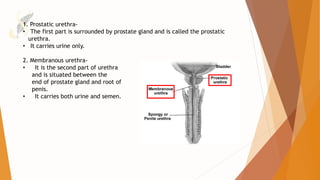 MALE REPRODUCTIVE SYSTEM || HUMAN REPRODUCTION || PART 2 || BIOLOGY ...