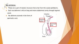 MALE REPRODUCTIVE SYSTEM || HUMAN REPRODUCTION || PART 2 || BIOLOGY ...
