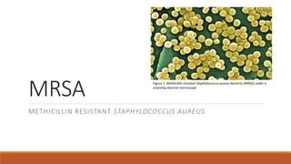 MRSA
METHICILLIN RESISTANT STAPHYLOCOCCUS AUREUS
Figure 1. Methicillin-resistant Staphylococcus aureus bacteria (MRSA) under a
scanning electron microscope
 