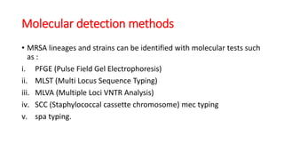 Molecular detection methods
• MRSA lineages and strains can be identified with molecular tests such
as :
i. PFGE (Pulse Field Gel Electrophoresis)
ii. MLST (Multi Locus Sequence Typing)
iii. MLVA (Multiple Loci VNTR Analysis)
iv. SCC (Staphylococcal cassette chromosome) mec typing
v. spa typing.
 