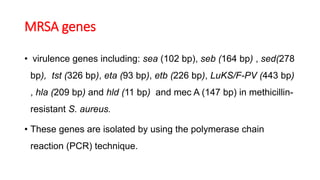 MRSA genes
• virulence genes including: sea (102 bp), seb (164 bp) , sed(278
bp), tst (326 bp), eta (93 bp), etb (226 bp), LuKS/F-PV (443 bp)
, hla (209 bp) and hld (11 bp) and mec A (147 bp) in methicillin-
resistant S. aureus.
• These genes are isolated by using the polymerase chain
reaction (PCR) technique.
 
