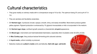 Cultural characteristics
• They grow readily on ordinary media with in a temperature range of 10 to 42c. The optimum being 37c and a pH of 7.4-
7.6.
• They are aerobes and facultative anaerobes.
• On Nutrient agar, it produces circular, opaque, smooth, shiny, and easily emulsifible. Most strains produce golden
yellow pigment. Pigment production is enhanced by 1% glycerol monoacetate or milk is incorporated in the medium.
• On Nutrient agar slope, confluent growth presents a characteristic oil-paint appearance.
• On Blood agar, most strains are haemolytic(beta-haemolytic), especially when incubated under 20-25% of CO2.
• In Mac Conkey agar, they produce lactose fermenting pink coloured colonies.
• In liquid media, uniform turbidity is produced.
• Selective media are Ludlam’s media (LiCl2 and tellurite), Salt milk agar, salt broth.
 
