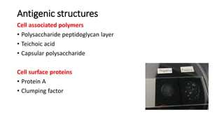 Antigenic structures
Cell associated polymers
• Polysaccharide peptidoglycan layer
• Teichoic acid
• Capsular polysaccharide
Cell surface proteins
• Protein A
• Clumping factor
 