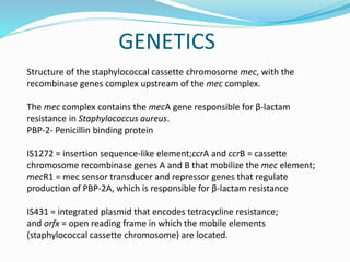 GENETICS 
Structure of the staphylococcal cassette chromosome mec, with the 
recombinase genes complex upstream of the mec complex. 
The mec complex contains the mecA gene responsible for β-lactam 
resistance in Staphylococcus aureus. 
PBP-2- Penicillin binding protein 
IS1272 = insertion sequence-like element;ccrA and ccrB = cassette 
chromosome recombinase genes A and B that mobilize the mec element; 
mecR1 = mec sensor transducer and repressor genes that regulate 
production of PBP-2A, which is responsible for β-lactam resistance 
IS431 = integrated plasmid that encodes tetracycline resistance; 
and orfx = open reading frame in which the mobile elements 
(staphylococcal cassette chromosome) are located. 
 