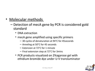 • Molecular methods
  – Detection of mecA gene by PCR is considered gold
    standard
     • DNA extraction
     • mecA gene amplified using specific primers
        –   30 cycles of denaturation at 94°C for 45seconds
        –   Anneling at 50°C for 45 seconds
        –   Extension at 72°C for 1 minute
        –   Final extension step at 72°C for 3mins
     • PCR products visualized on 2%agarose gel with
       ethidium bromide dye under U-V transluminator

                              Dr.Riyaz Sheriff                17
 