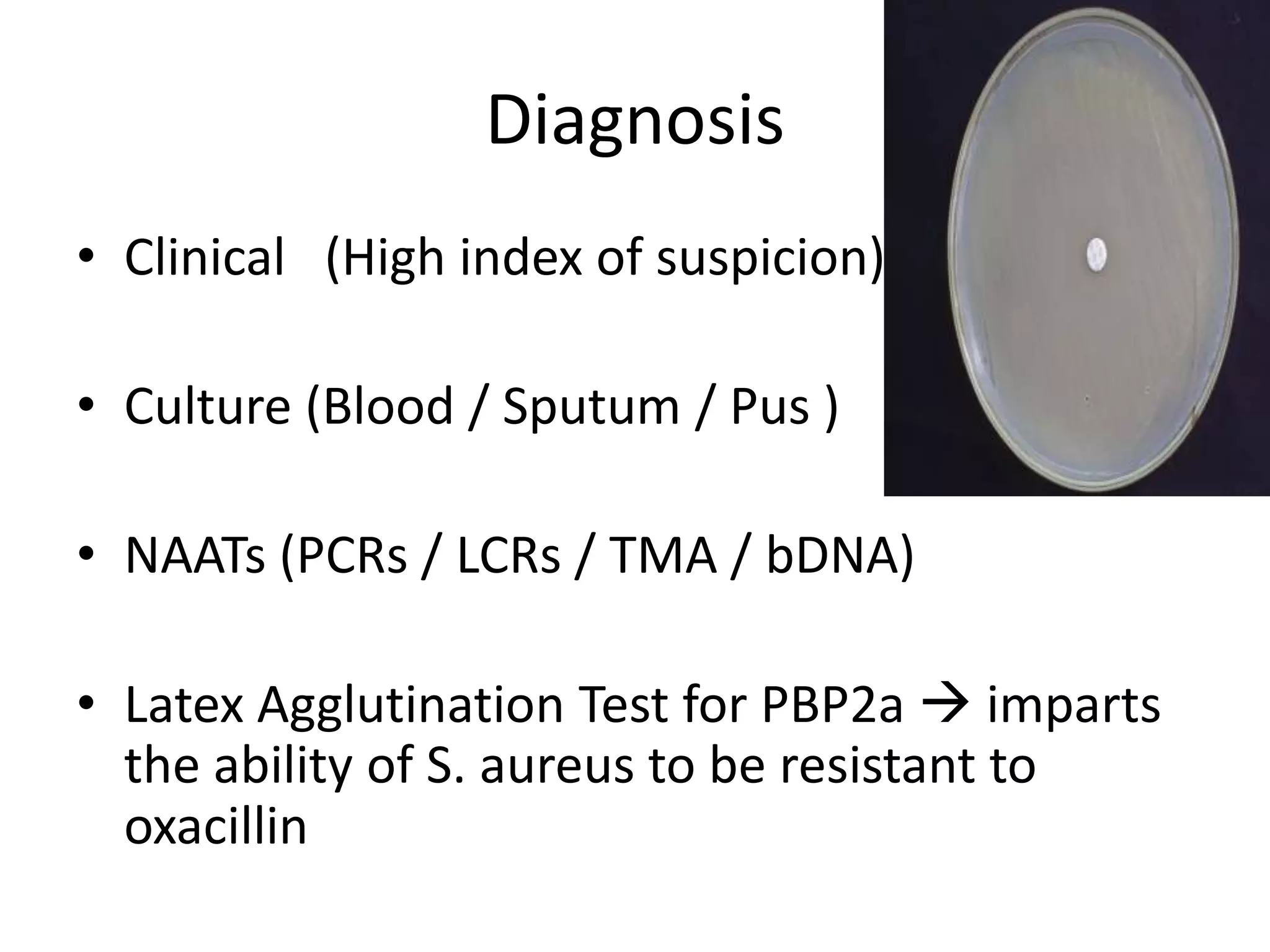 Diagnosis
• Clinical (High index of suspicion)
• Culture (Blood / Sputum / Pus )
• NAATs (PCRs / LCRs / TMA / bDNA)
• Latex Agglutination Test for PBP2a  imparts
the ability of S. aureus to be resistant to
oxacillin
 