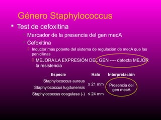 Género Staphylococcus
 Test de cefoxitina
 Marcador de la presencia del gen mecA
 Cefoxitina
 Inductor más potente del sistema de regulación de mecA que las
penicilinas

 MEJORA LA EXPRESIÓN DEL GEN ---- detecta MEJOR
la resistencia
Especie
Staphylococcus aureus
Staphylococcus lugdunensis

Halo

Interpretación

≤ 21 mm

Presencia del
gen mecA

Staphylococcus coagulasa (-) ≤ 24 mm

 