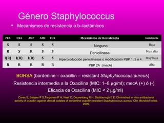Género Staphylococcus
 Mecanismos de resistencia a b–lactámicos
Mecanismo de Resistencia

PEN

OXA

AMP

AMC

FOX

Incidencia

S

S

S

S

S

Ninguno

Baja

R

S

R

S

S

Penicilinasa

Muy alta

I(R)

I(R)

I(R)

S

S

Hiperproducción penicilinasas o modificación PBP 1, 2 ó 4

Muy baja

R

R

R

R

R

PBP 2A (mecA)

Alta

BORSA (borderline – oxacillin – resistant Staphylococcus aureus)
Resistencia intermedia a la Oxacilina (MIC: 1–8 µg/ml); mecA (+) ó (-)
Eficacia de Oxacilina (MIC < 2 µg/ml)
Cores S, Beisser P S,Terporten P H, Neef C, Deurenberg R H, Stobberingh E E. Diminished in vitro antibacterial
activity of oxacillin against clinical isolates of borderline oxacillin-resistant Staphylococcus aureus. Clin Microbiol Infect.
2009.

 