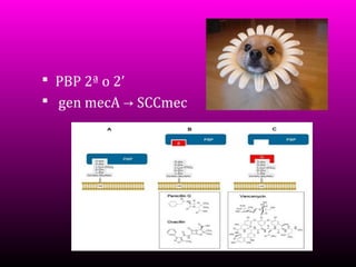  PBP 2ª o 2’
 gen mecA → SCCmec

 