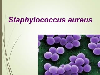 Staphylococcus aureus
2
 