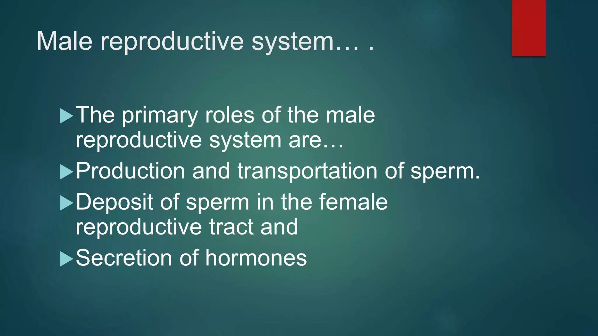 MALE REPRODUCTIVE SYSTEM | PPT