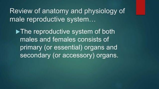 MALE REPRODUCTIVE SYSTEM | PPT