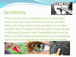 Sensitivity
There are all sorts of sensitivity such as: feel, sight,
scent, taste and touch. All of us also have sensitive
taste buds. Even plants can be sensitive. Its not like it
wouldn’t hurt if I pulled a leaf off a plant. Even thought
it will properly grow it back. Sensitivity helps us to be
safe, if we didn’t have sensitivity then all our predators
would come after everybody without them knowing.
 