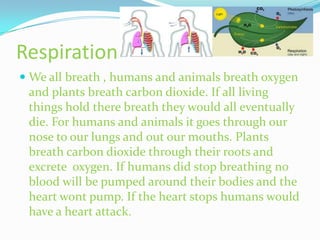 Respiration
 We all breath , humans and animals breath oxygen
  and plants breath carbon dioxide. If all living
  things hold there breath they would all eventually
  die. For humans and animals it goes through our
 nose to our lungs and out our mouths. Plants
 breath carbon dioxide through their roots and
 excrete oxygen. If humans did stop breathing no
 blood will be pumped around their bodies and the
 heart wont pump. If the heart stops humans would
 have a heart attack.
 