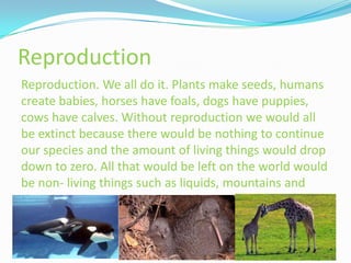 Reproduction
Reproduction. We all do it. Plants make seeds, humans
create babies, horses have foals, dogs have puppies,
cows have calves. Without reproduction we would all
be extinct because there would be nothing to continue
our species and the amount of living things would drop
down to zero. All that would be left on the world would
be non- living things such as liquids, mountains and
gasses.
 