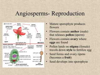 Mr Shange - Plant Diversity (Based on Botany and all Life Sciences ...