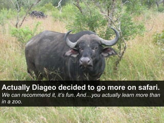 Actually Diageo decided to go more on safari.<br />We canrecommendit, it’sfun. And…youactuallylearn more than in a zoo.<br />