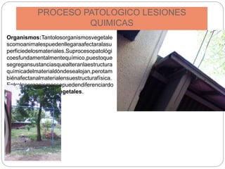 PROCESO PATOLOGICO LESIONES
QUIMICAS
Organismos:Tantolosorganismosvegetale
scomoanimalespuedenllegaraafectaralasu
perficiedelosmateriales.Suprocesopatológi
coesfundamentalmentequímico,puestoque
segregansustanciasquealteranlaestructura
químicadelmaterialdóndesealojan,perotam
biénafectanalmaterialensuestructurafísica.
Entrelosorganismossepuedendiferenciardo
sgrupos:AnimalesyVegetales.
 