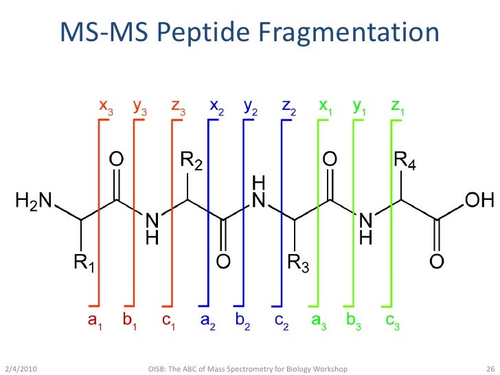 Mass Spectrometry Protein Identification Strategies