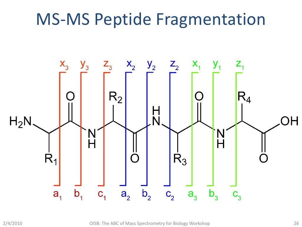 Mass Spectrometry Protein Identification Strategies