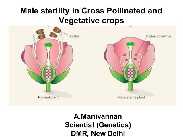 Male sterility in Cros...