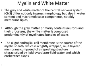 Myelin and White Matter
• The gray and white matter of the central nervous system
(CNS) differ not only in gross morphology but also in water
content and macromolecular components, notably
membrane lipids.
• Although the gray matter primarily contains neurons and
their processes, the white matter is composed
predominantly of myelinated bundles of axons
• The oligodendroglial cell membrane is the source of the
myelin sheath, which is a tightly wrapped, multilayered
membrane composed of a repeating structure
characterized by lipid-cytoplasm-lipid-water and which
ensheathes axons
.
 