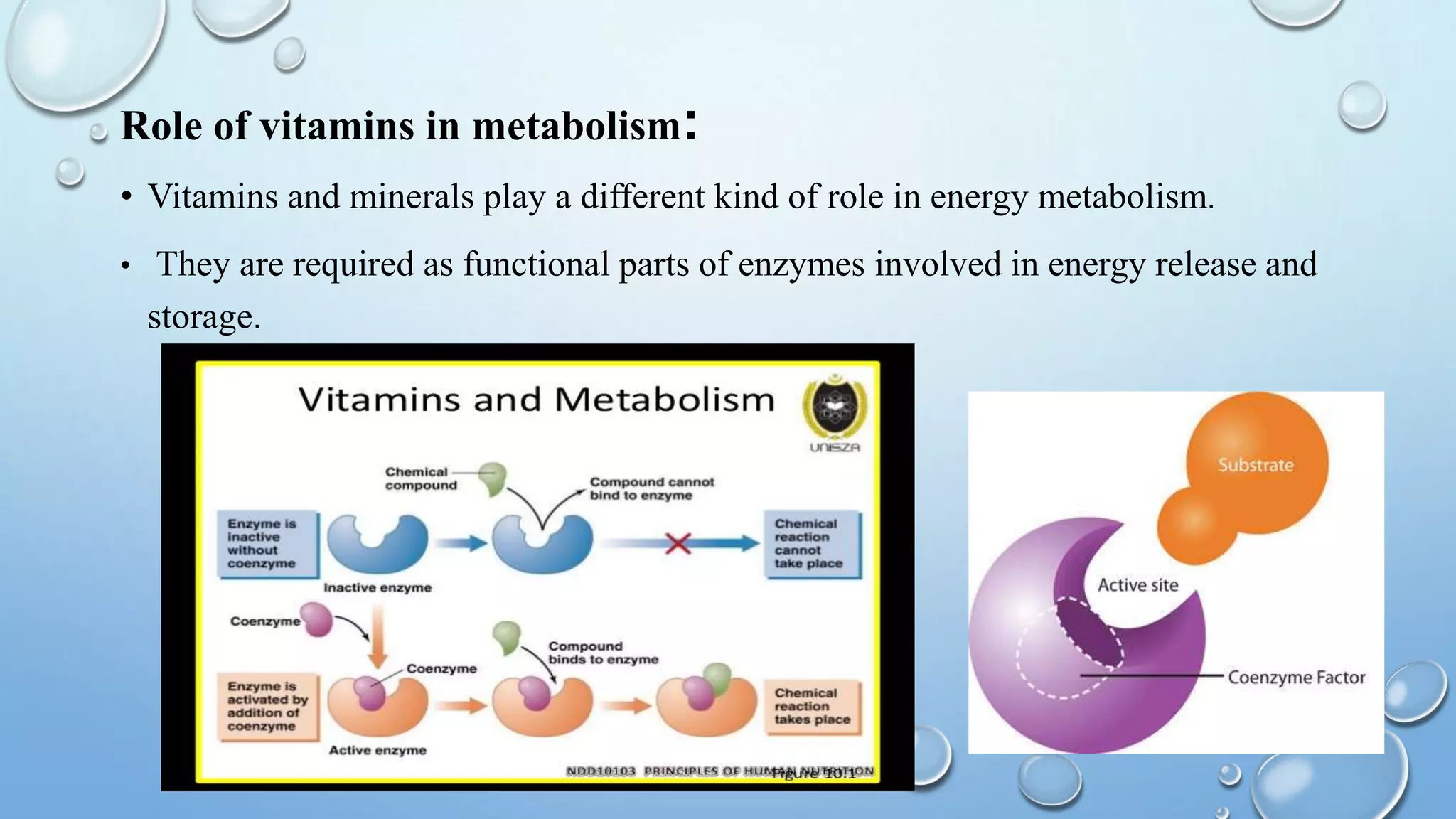 Role of vitamins in metabolism (1) | PPTX