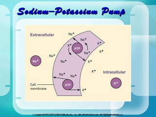 Sodium–Potassium Pump Copyright © 2007, 2004, 2000, Mosby, Inc., an affiliate of Elsevier Inc. All Rights Reserved. 