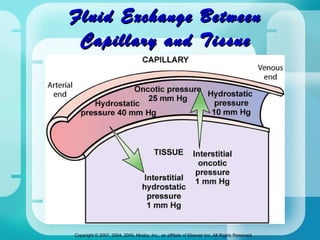 Fluid Exchange Between Capillary and Tissue 