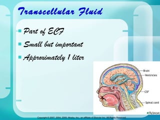 Transcellular Fluid Part of ECF Small but important Approximately 1 liter 