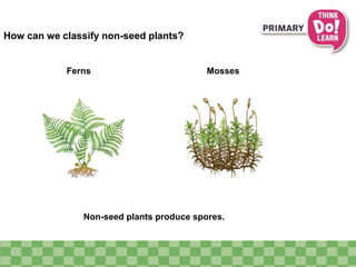 How can we classify non-seed plants?
Ferns Mosses
Non-seed plants produce spores.
 