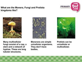 What are the Monera, Fungi and Protista
kingdoms like?
Many multicellular
fungi consist of a cap, a
stem and a network of
hyphae. These are long
tubular structures.
Monerans are simple
unicellular organisms.
They don’t have
bodies.
Protists can be
unicellular or
multicellular.
 