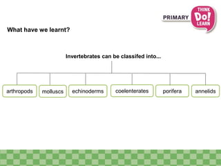 What have we learnt?
molluscs echinoderms coelenterates porifera
Invertebrates can be classifed into...
arthropods annelids
 