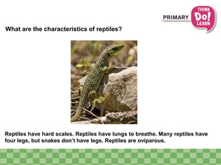 What are the characteristics of reptiles?
Reptiles have hard scales. Reptiles have lungs to breathe. Many reptiles have
four legs, but snakes don’t have legs. Reptiles are oviparous.
 